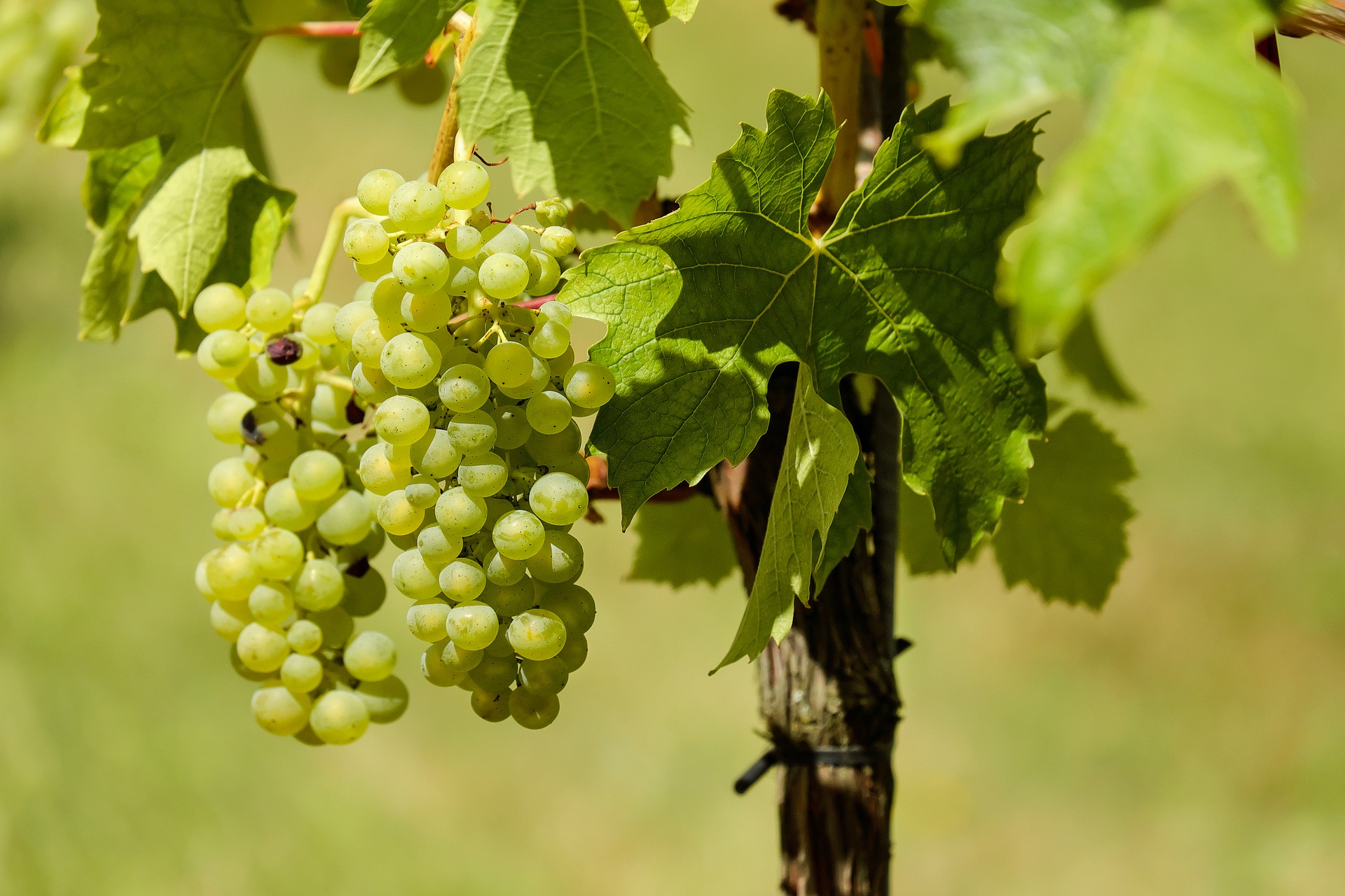 気候とブドウ品種の関係性 ワイン初心者にもわかりやすく解説 日本ワイン Jp