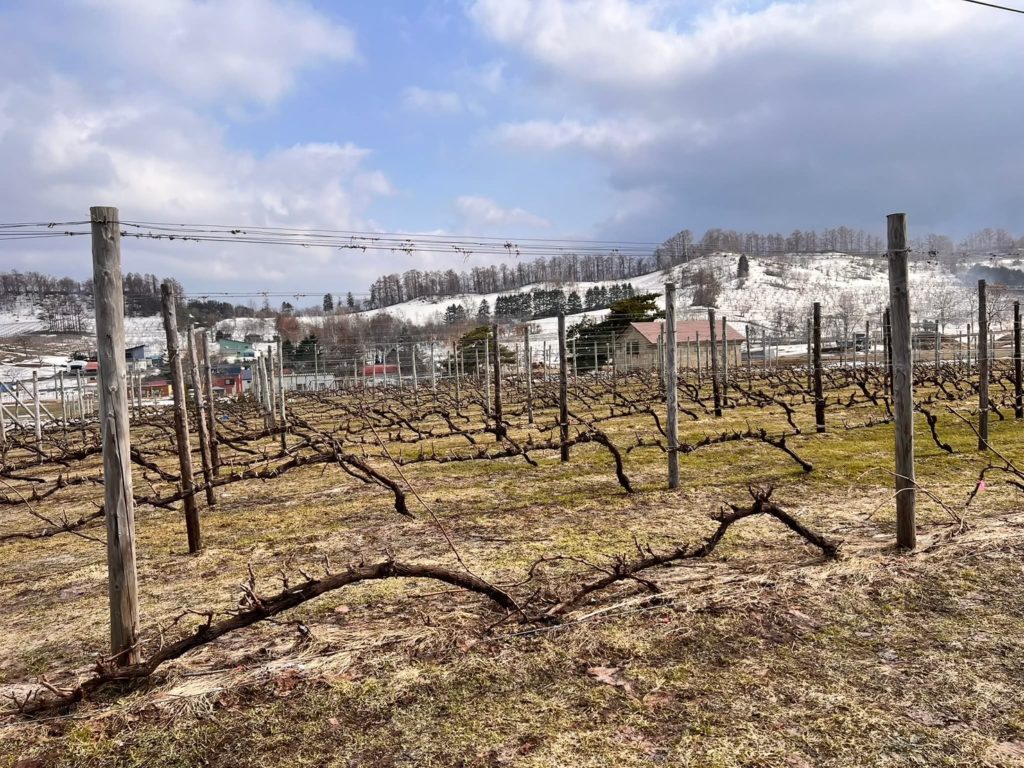 垣根栽培の枝上げ前