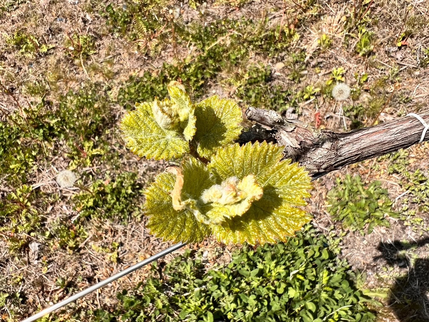 萌芽
