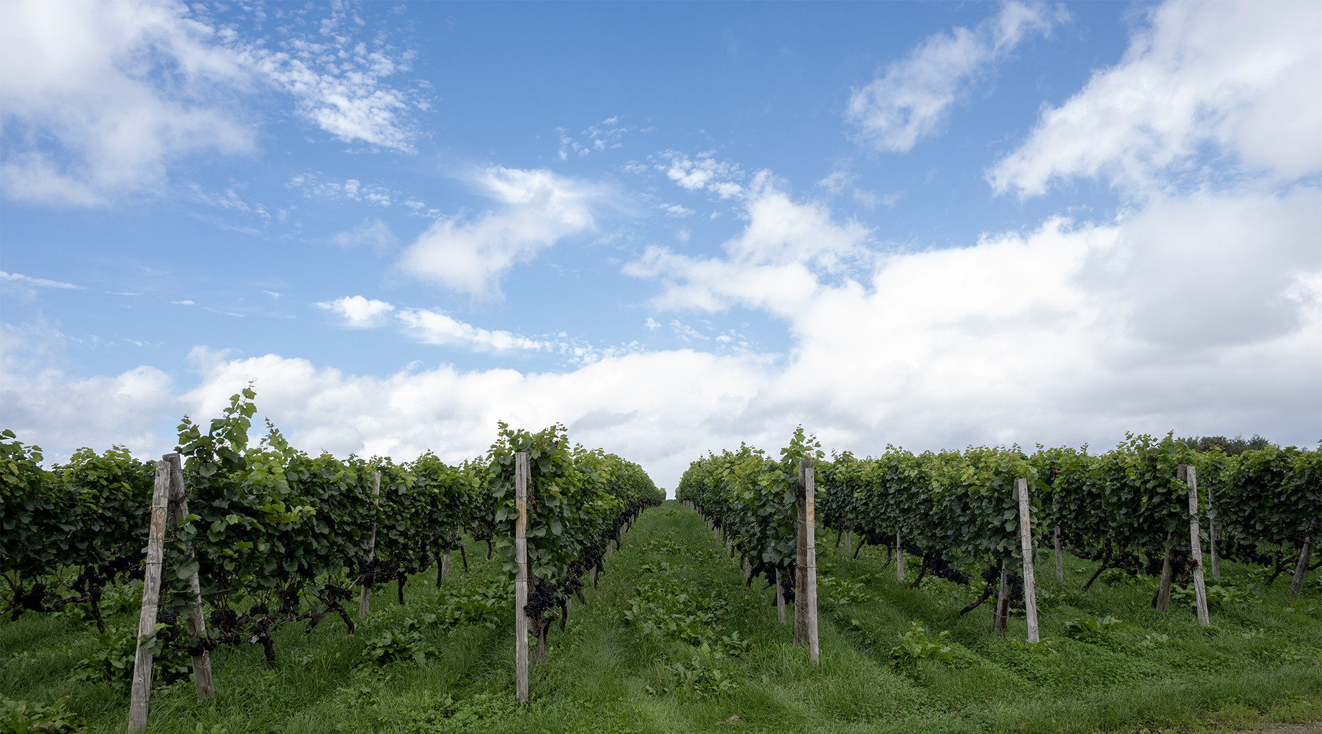 余市のワイナリーを巡る祝祭 : 農園開放祭「La Fête des Vignerons